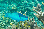 An adult darkcap parrotfish (Scarus oviceps), off the reef on Kawe Island, Raja Ampat, Indonesia, Southeast Asia