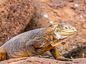 An adult Galapagos land iguana (Conolophus subcristatus), basking on North Seymour Island, Galapagos Islands, UNESCO World Heritage Site, Ecuador, South America