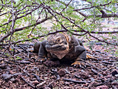 Ausgewachsener Galapagos-Landleguan (Conolophus subcristatus), sonnt sich in der Urbina-Bucht, Galapagos-Inseln, UNESCO-Weltnaturerbe, Ecuador, Südamerika
