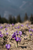 Krokusblüten, Fagaras-Gebirge, Kreis Arges, Muntenia, Rumänien, Europa