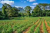 View of farm land and mountains from near Ripailles, Mauritius, Indian Ocean, Africa