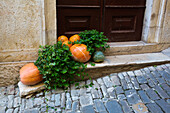 Decorative Pumpkins, Motovun, Croatia, Europe