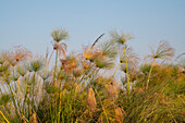 Papyrus (Papyrus sp), Okavango-Delta, Botswana, Afrika