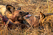 African wild dog (Lycaon pictus) eating an impala (Aepyceros melampus), Okavango Delta, Botswana, Africa