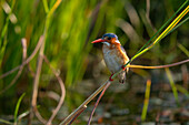 Malachite Kingfisher (Corythornis cristatus), Okavango Delta, Botswana, Africa