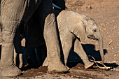 Afrikanisches Elefantenkalb (Loxodonta africana), Mashatu-Wildreservat, Botsuana, Afrika