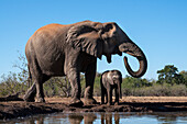 Afrikanischer Elefant (Loxodonta africana) trinkt am Wasserloch, Mashatu-Wildreservat, Botsuana, Afrika