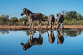 Steppenzebras (Equus quagga) beim Trinken am Wasserloch, Mashatu-Wildreservat, Botsuana, Afrika
