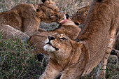 Lioness (Panthera leo), Sabi Sands Game Reserve, South Africa, Africa