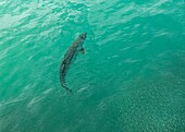 Tarpon (Megalops Atlanticus) chasing fry in Bailey's Bay, Bermuda, Atlantic, North America