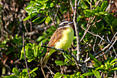 Great Kiskadee, (Pitangus Sulphuratus), a passerine bird common in Central and South America, Bermuda, Atlantic, North America
