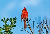 Male Northern Cardinal (Cardinalis cardinalis), a mid sized songbird common in Eastern North America, Bermuda, Atlantic, North America