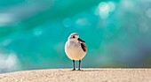 Sandpiper (Scolopacidae), a common wading bird, Bermuda, Atlantic, North America