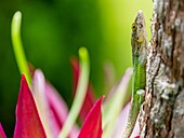 Antiguanische Anolis-Eidechse (Anolis Leachii) in Smiths, Bermuda, Atlantik, Nordamerika