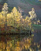 Autumn colours around Tarn Hows near Coniston in the Lake District National Park, UNESCO World Heritage Site, Cumbria, England, United Kingdom, Europe