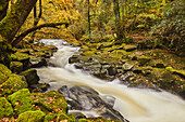 The River Erne flowing fast through autumnal ancient forest, Dartmoor National Park, near Ivybridge, Devon, England, United Kingdom, Europe