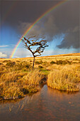 Autumn across the marshy open moors of Dartmoor, Gidleigh Common, near Chagford, Dartmoor National Park, Devon, England, United Kingdom, Europe