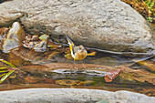 Eine Gebirgsstelze (Motacilla cinerea), die typischerweise im seichten Wasser neben Felsen in einem schnell fließenden Bach planscht, am East Lyn River, Lynmouth, Exmoor National Park, Devon, England, Vereinigtes Königreich, Europa