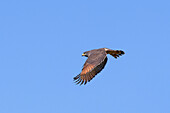 Flying Roadside Hawk (Rupornis magnirostris), Serra da Canastra National Park, Minas Gerais, Brazil, South America
