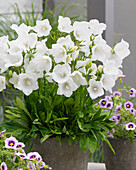 Glockenblume (Campanula persicifolia) Belladonna White®