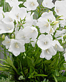 Campanula persicifolia Belladonna White®