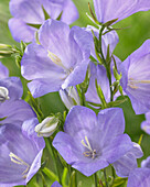 Glockenblume (Campanula persicifolia) Belladonna Blue®
