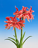 Hippeastrum Wild Romance