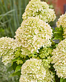 Hydrangea paniculata Bienengrün