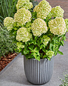 Hydrangea paniculata Bienengrün