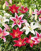 Lilium Oriental Mixture (lilies)