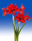 Hippeastrum Roter Stolz