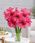 Hippeastrum Pretty in Pink (amaryllis)