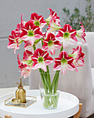 Hippeastrum Route 66 (amaryllis)