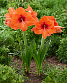 Hippeastrum Rising Star (amaryllis)