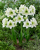 Hippeastrum Mojito