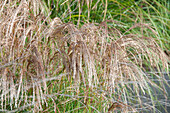 Miscanthus sinensis Red Cloud (Red Cloud Maiden Grass)