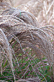 Miscanthus sinensis