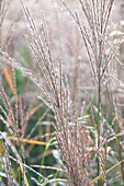 Miscanthus sinensis