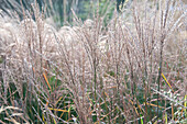 Miscanthus sinensis