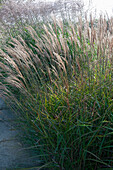 Miscanthus sinensis Krater