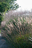 Miscanthus sinensis Krater