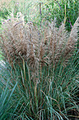 Cortaderia selloana Golden Goblin