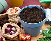 Planting spring flowering bulbs