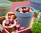 Planting spring flowering bulbs