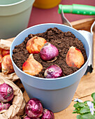 Planting spring flowering bulbs