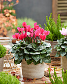 Cyclamen lachsfarben