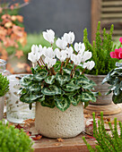 Cyclamen white