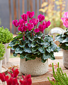 Cyclamen purple