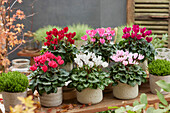 Cyclamen Kollektion