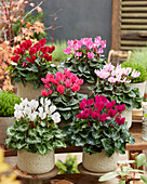 Cyclamen Kollektion